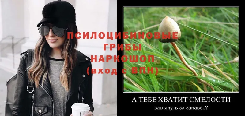 хочу наркоту  Североуральск  Галлюциногенные грибы Cubensis 